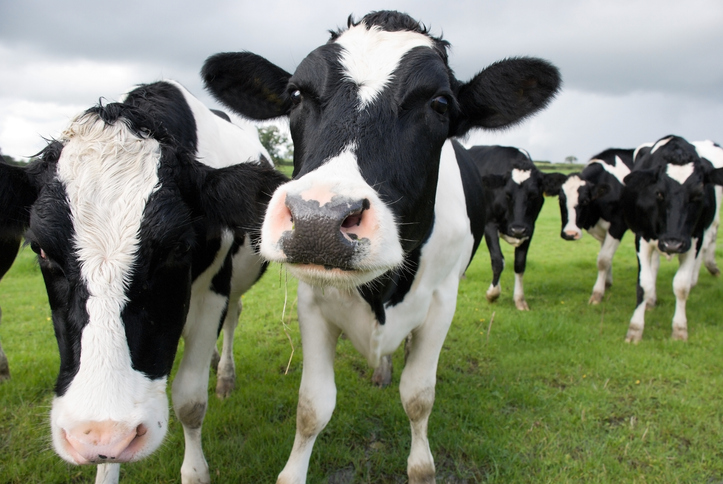 Olon ups ante in animal-free dairy litigation: Perfect Day was ‘atrocious business partner’