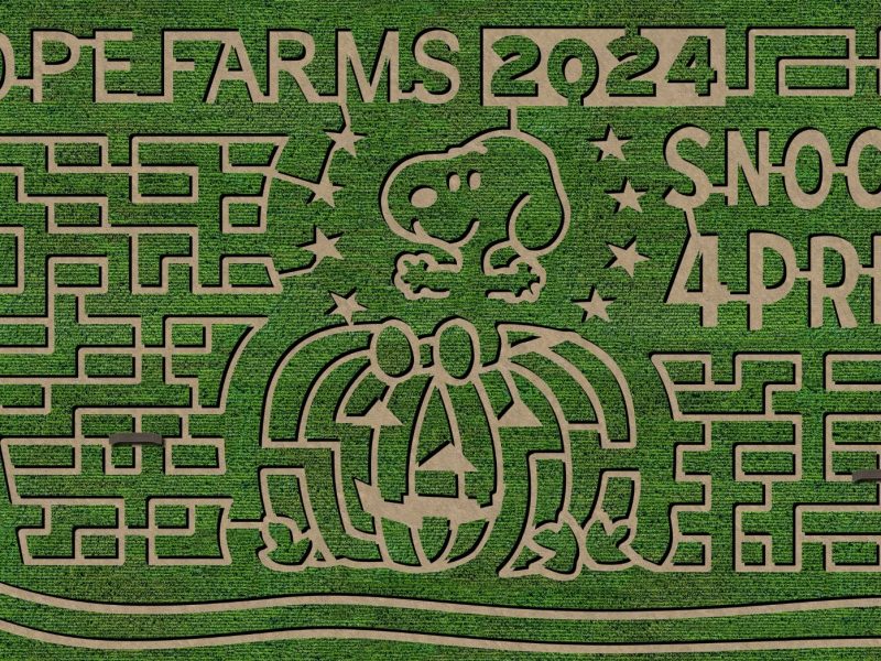 Dozens of corn mazes celebrate 75 years with Peanuts