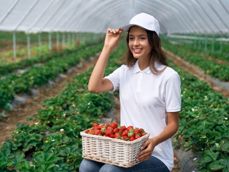 Strawberry Nursery Establishment and Management