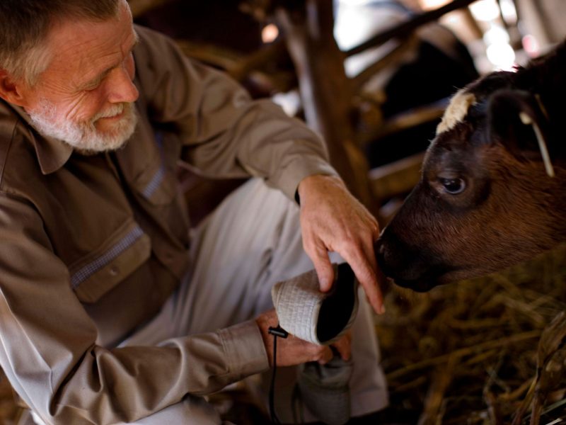 Merck names $20K future bovine vet scholarship recipients