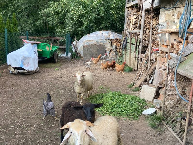 С поклон пред делото на лесовъда инж. Стефан Дончев РДГ Пловдив и ТП ДГС Клисура — Изпълнителна агенция по горите