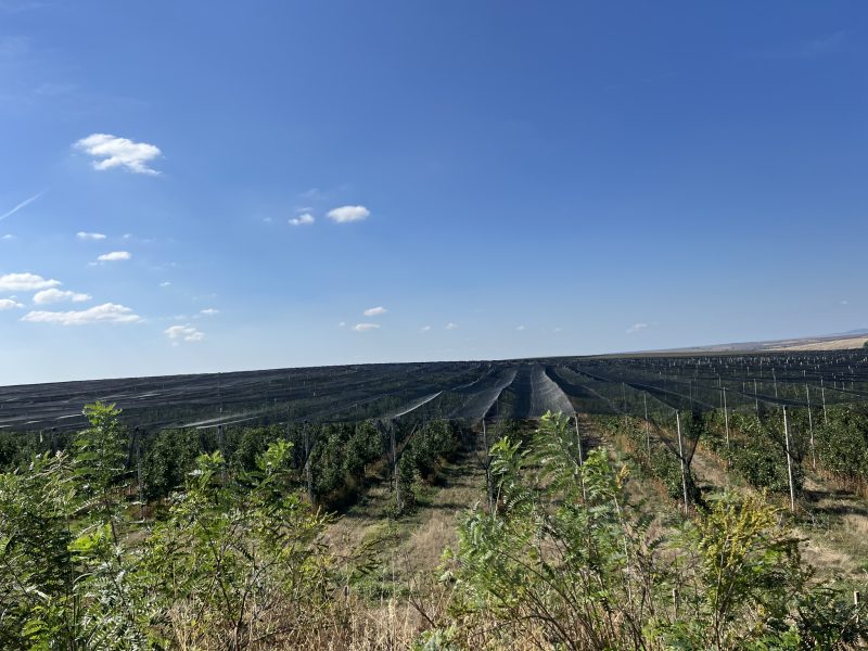 МТСП организира информационни дни  за българи във Франкфурт на 16 и 17 май