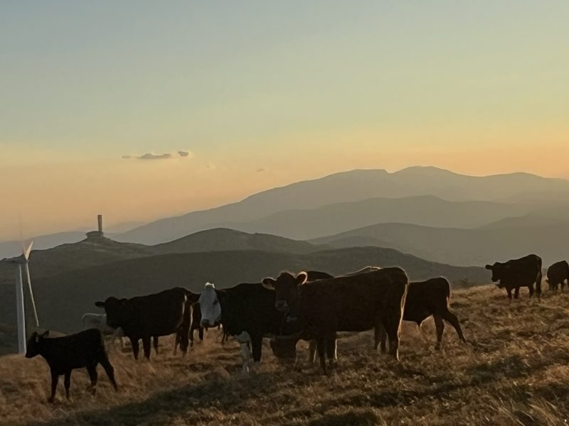 Министър Гуцанов: Българските деца трябва да получават нужната грижа тук, а не в  чужбина