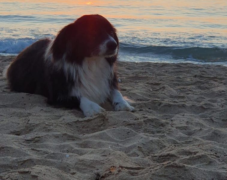 До 10 юни картофопроизводителите подават заявления за борба с теления червей