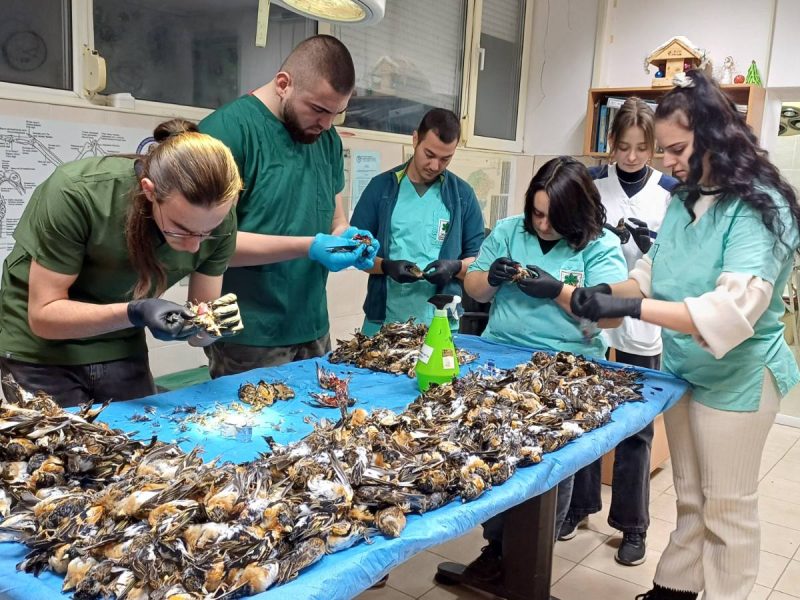 Според данните от мониторинга на вида, броят на загиналите планински чинки е много висок за страната