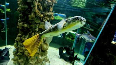 Рядка сладководна риба балон за пръв път в аквариума на Регионален природонаучен музей – Пловдив