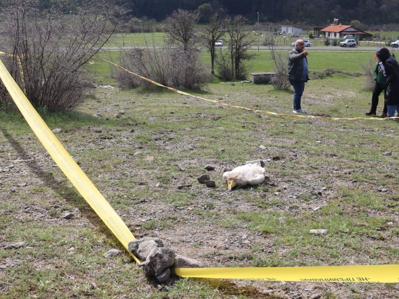 Води се разследване по нов случай на отровен защитен вид – два екземпляра египетски лешояди в региона на Източни Родопи