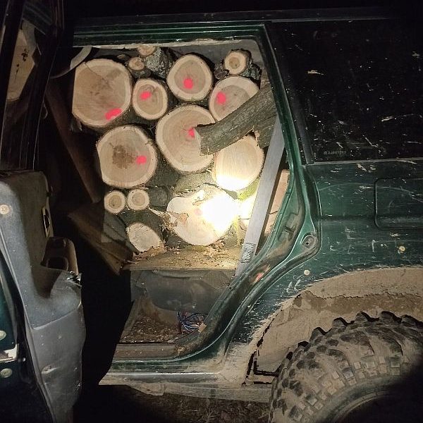 Изпълнителна агенция по горите | Новини