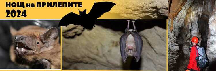 Изложба с книги, викторина и любопитни презентации ще има по време на тазгодишната „Нощ на прилепите“ във Враца