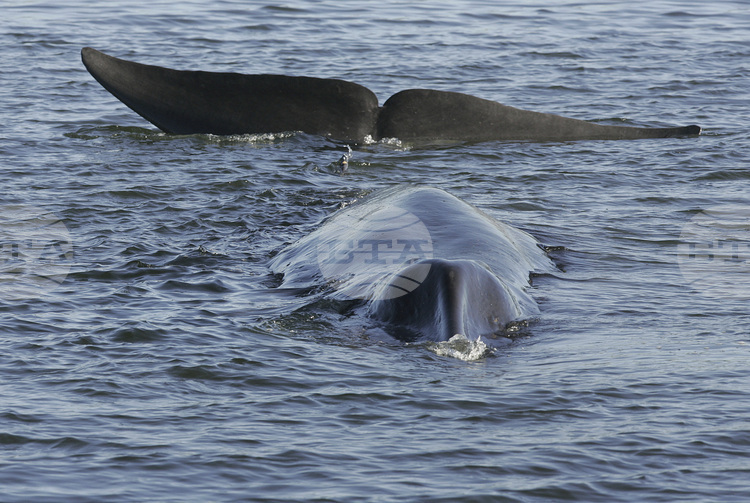 Кит е забелязан в Адриатическо море в района на Дубровник