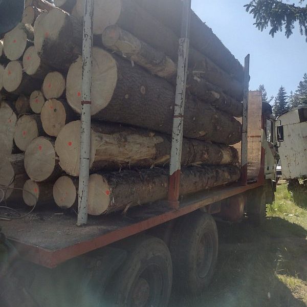 Изпълнителна агенция по горите | Новини