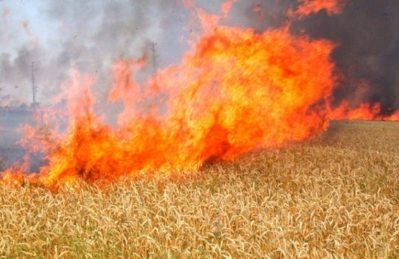 Техническа неизправност в селскостопанска техника предизвика пожари в житни блокове в селата Крушаре и Съдиево