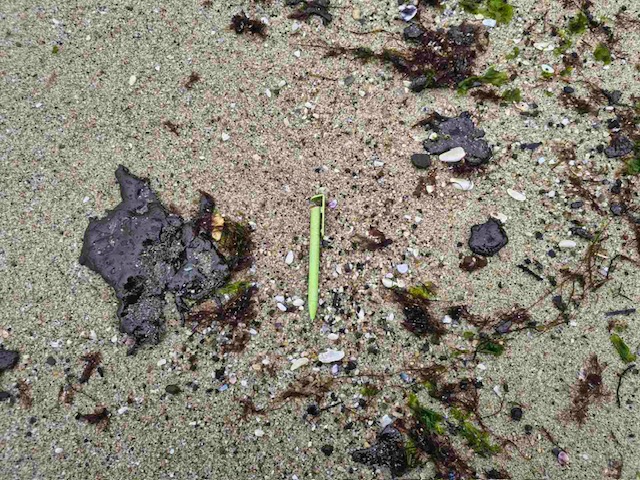 Резултатите от изследването на морските води край Варна потвърждават наличие на нефтопродукти