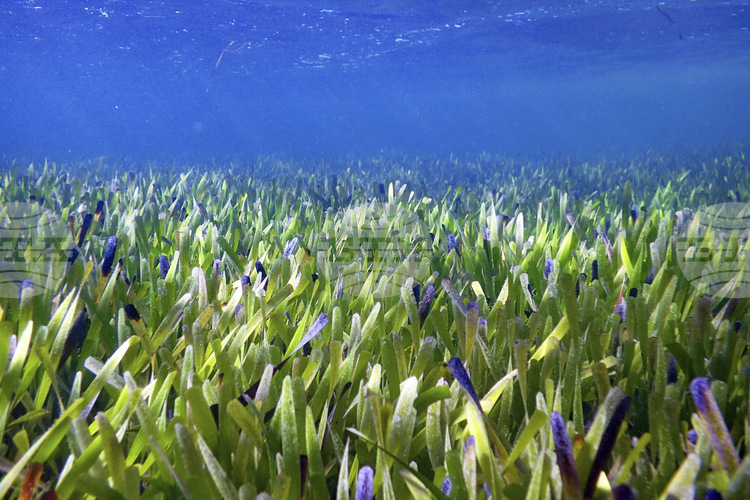 Хърватските учени се стремят да предотвратят заплахата за морската трева Посидония