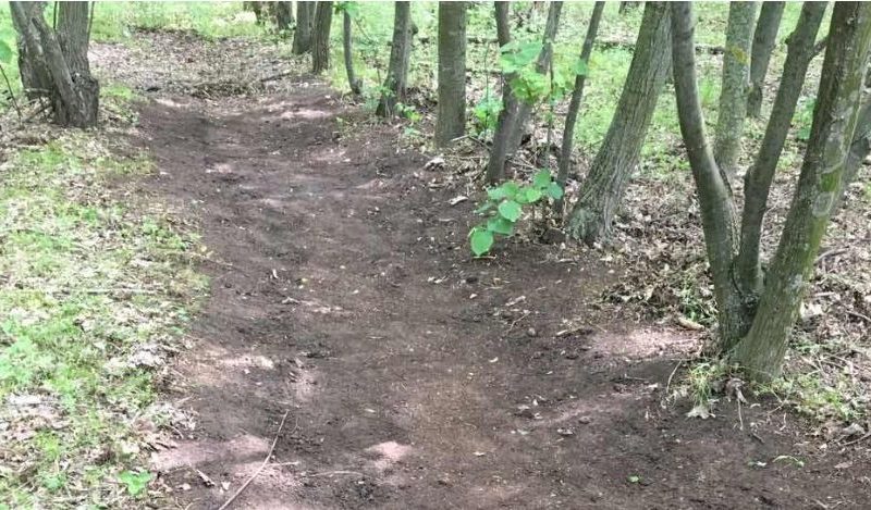 Изпълнителна агенция по горите | Новини