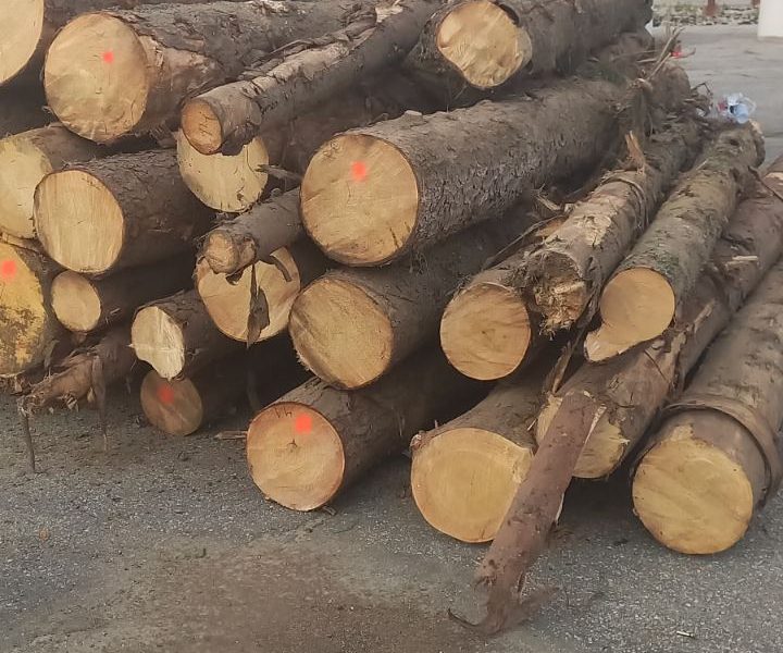 Изпълнителна агенция по горите | Новини