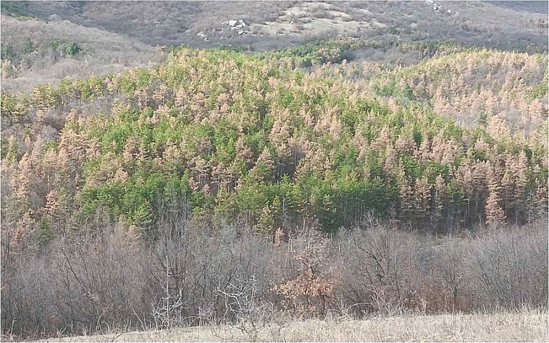 Изпълнителна агенция по горите | Новини