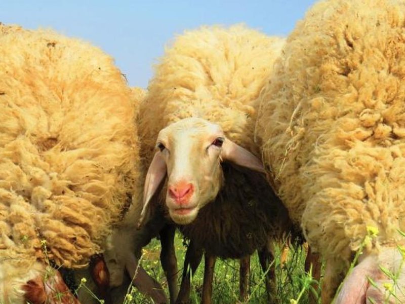 СТРАХ В ПЛОВДИВСКО: Искат ограничаване на шарката по животните!