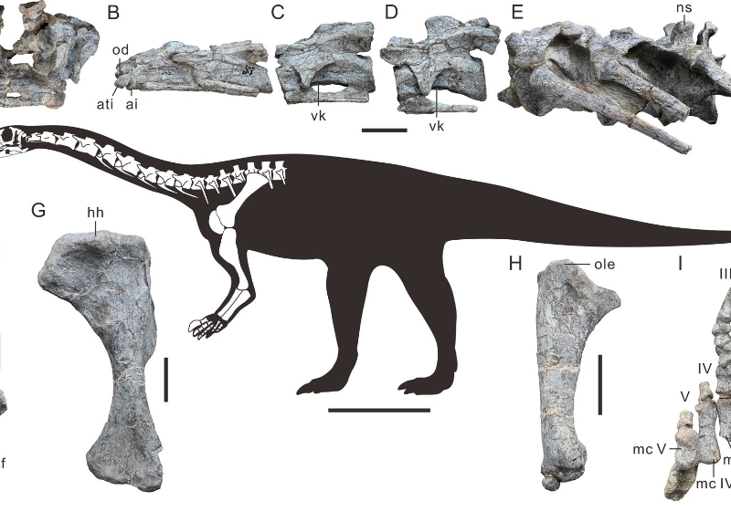 Китайските изследователи откриват най -стария динозавър на Сауроподоморф в Източна Азия в Източна Азия