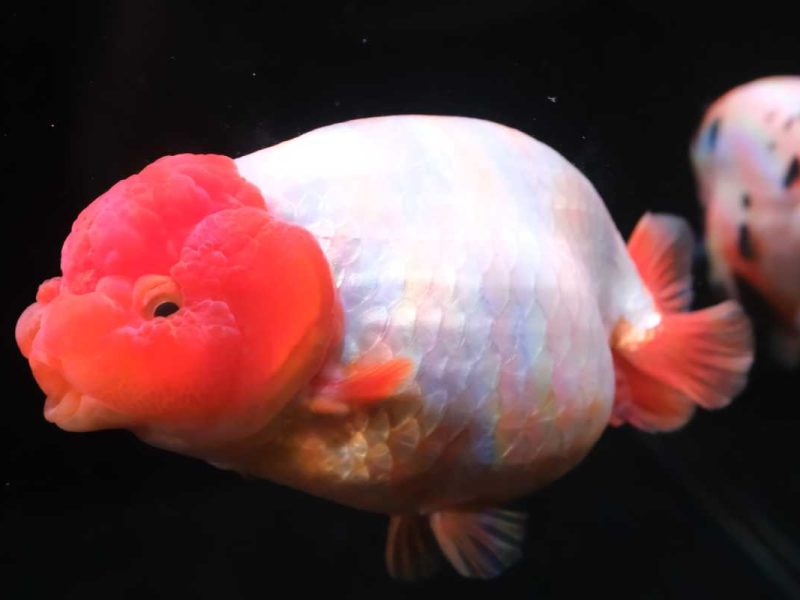 Окръг Минхоу се възползва от индустрията за златни рибки в чужбина