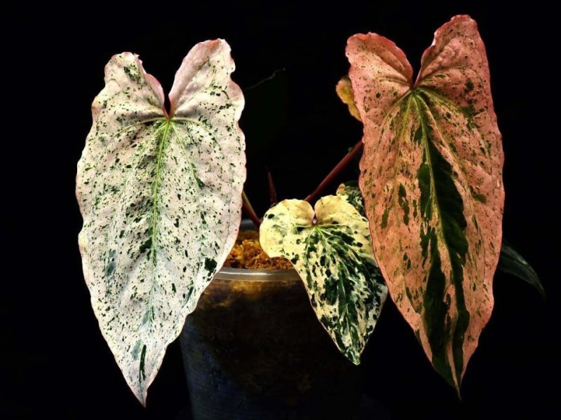 Екзотична растителна промишленост; Австралия, Индия се обединява на редки земи: 7 Азия подчертава