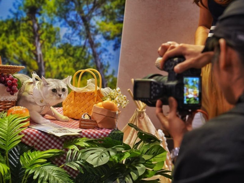 Ден на Purr-Fect за собствениците на домашни любимци в Хонконг, тъй като Cat Expo се отваря