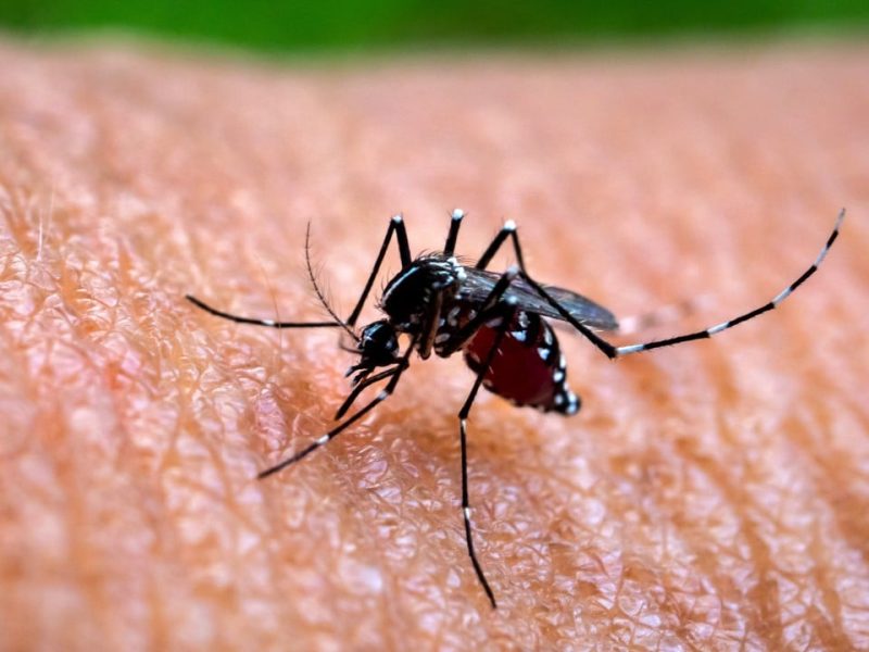 Хонконг съобщава за нов вносен случай на треска Chikungunya, което довежда до 5