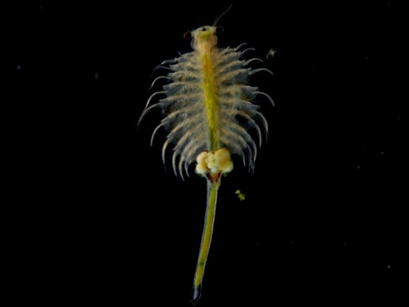 Could this small ancient shrimp be the next big thing in Xinjiang aquaculture?