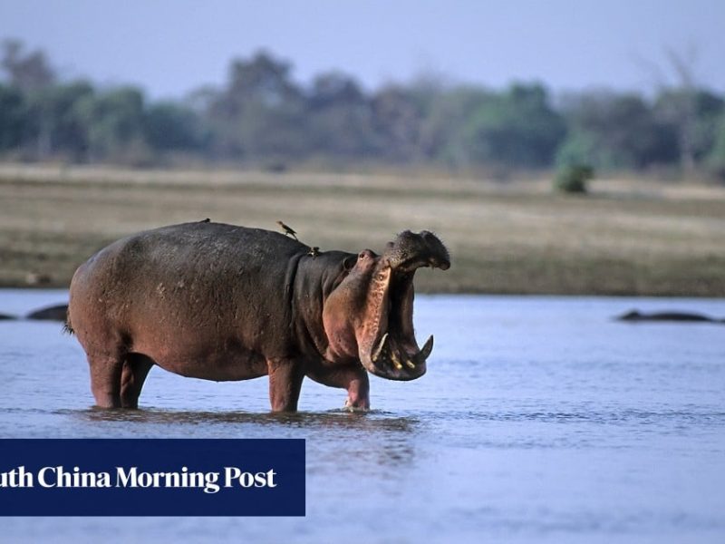 11 души са в неизвестност в Кот д’Ивоар, след като хипопотам преобърна лодка