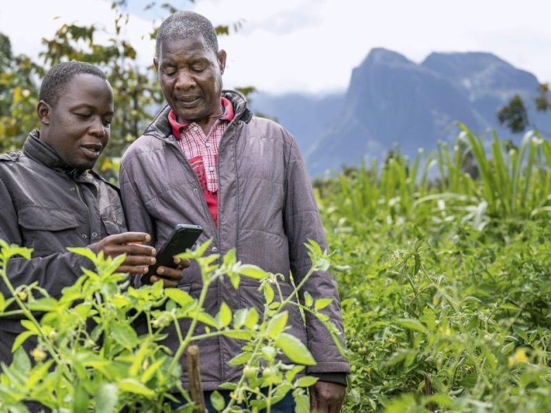 “Какво е това?” AI в Малави помага на фермерите да променят климата на времето
