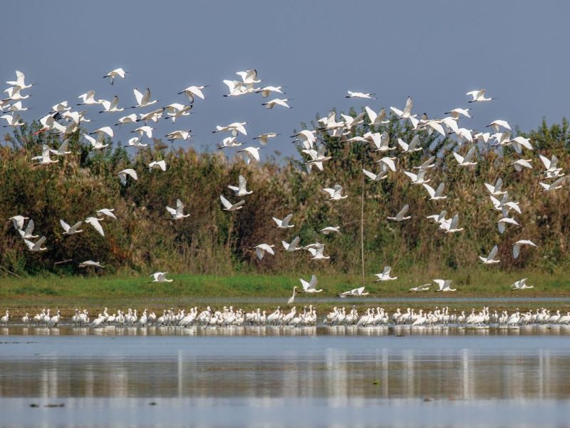 3-годишната кампания има за цел да ограничи незаконния лов на птици