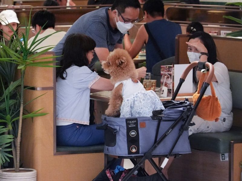 Призовава за ясни правила за лицензиране, ако кучетата са разрешени в хонконгски ресторанти