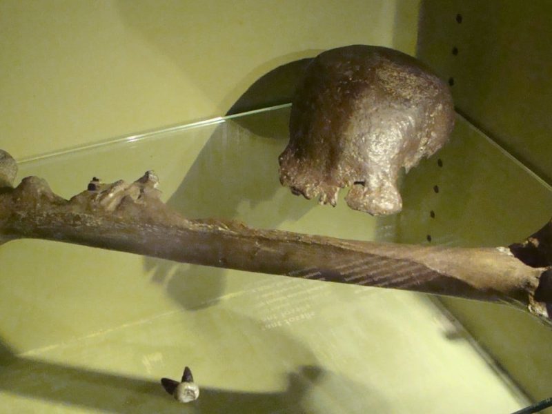 Холандия, за да върнете „Java Man“ вкаменелости в Индонезия в исторически ход