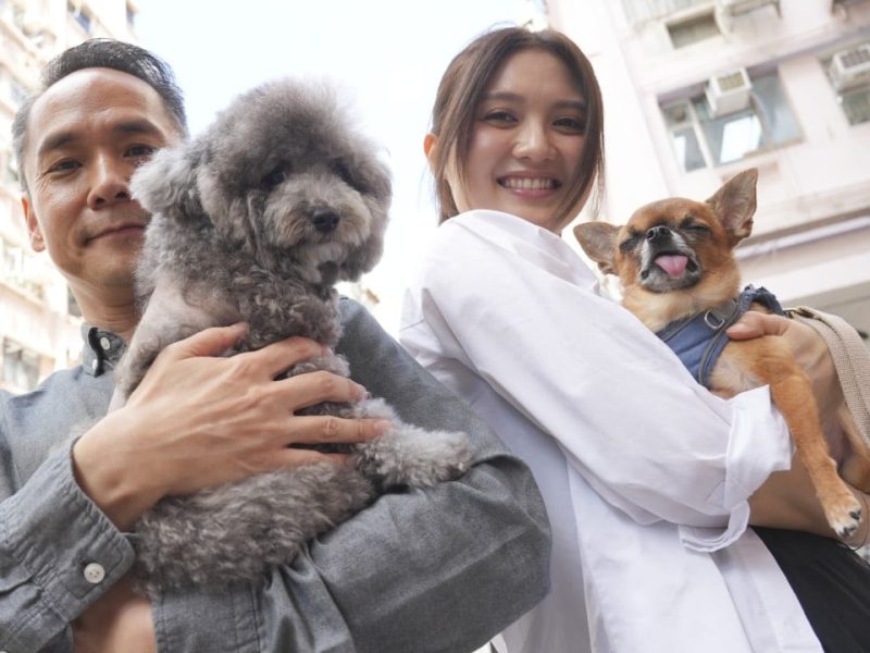 Усилията на New Film Chronicles Animal Awersa Group за спасяване на бездомните бездоби на Хонконг