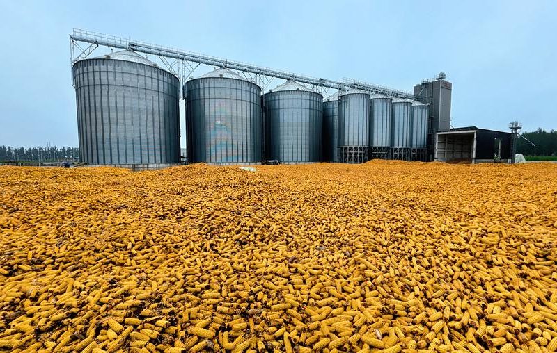 Китайското зърнопроизводство, основано на технологиите, укрепва продоволствената сигурност