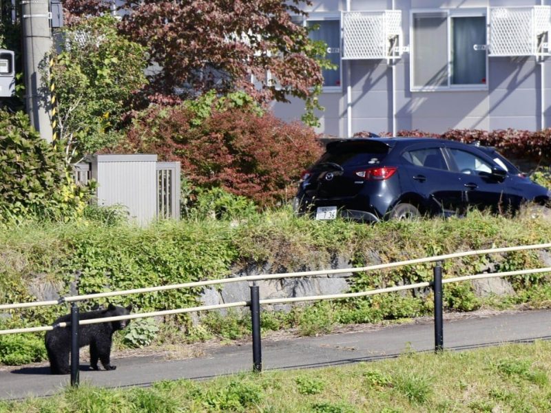 Япония ще разположи войски, за да помогне в борбата с нарастващите нападения на мечки на фона на нарастваща „криза“