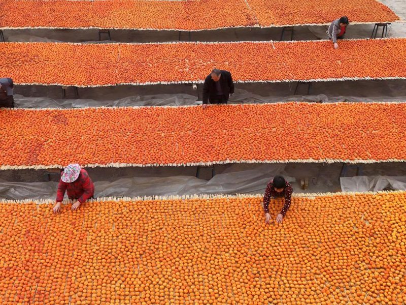 Фермерите от Шанси берат обилна реколта от райска ябълка