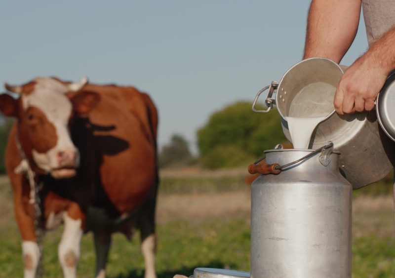 Производството на мляко достига 161,8 млн. тона през 2024 г.