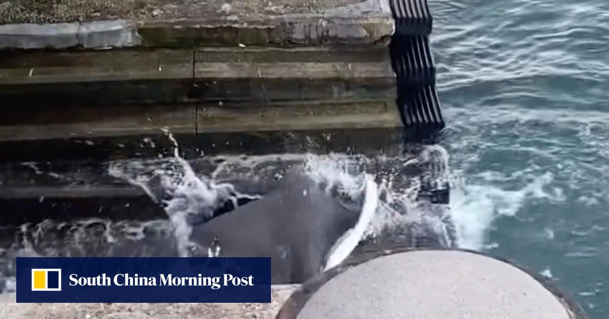 Застрашен скат извади риба от пристанище Виктория