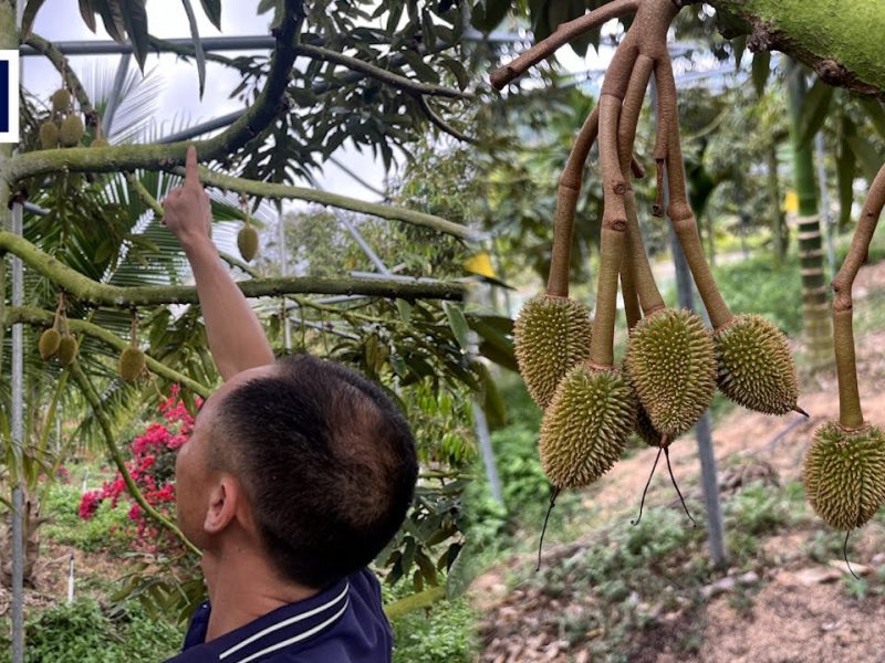 Индонезийските продавачи на дуриан надушват големи възможности в Китай, най-големият пазар в света