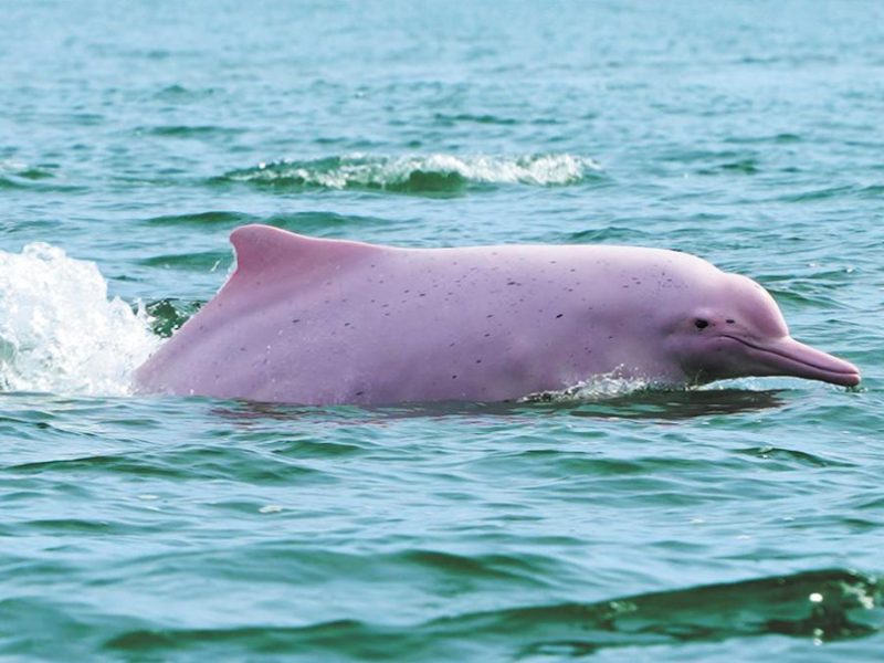 Документален филм на BBC разкрива дивата страна на Гуандун