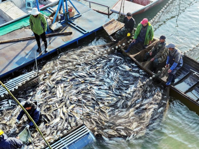 Зимният риболовен сезон носи пресен улов в езерото Liuye в Хунан