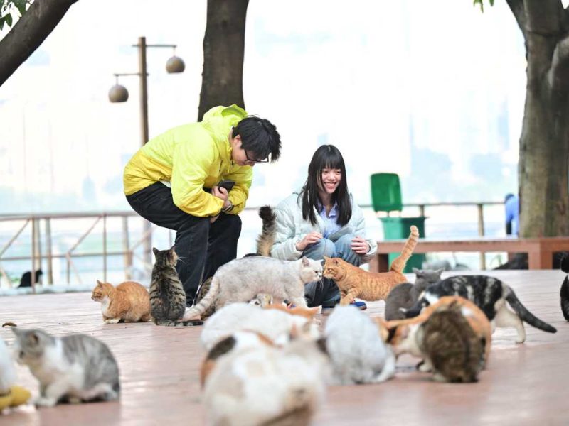 Котешкият тематичен парк в Чунцин привлича посетители, помага на спасителите