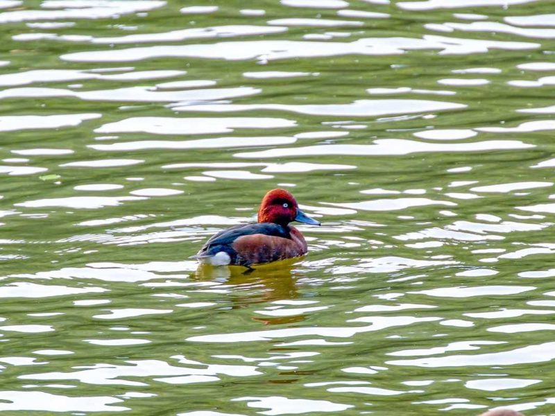 Паркът Чунцин се превръща в сцена за завладяващ природен феномен