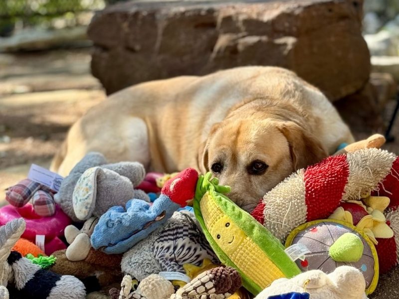 Редки гениални кучета учат речник чрез подслушване, показва проучване