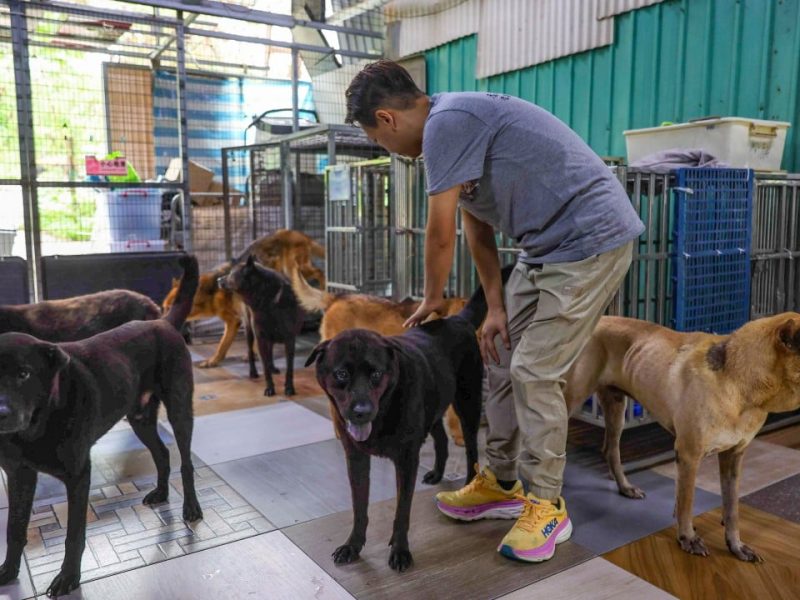 Приютът в Хонконг спаси 351 животни за 6 месеца, тъй като случаите на улавяне с капани и контрабанда нарастват