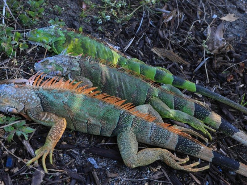 Зимното време в САЩ води до обилен сняг, отменени полети и във Флорида падащи игуани