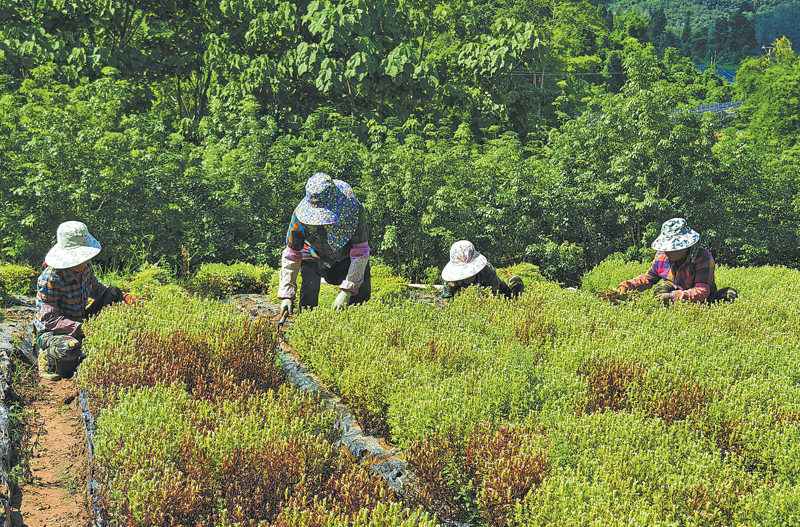 Зелените скъпоценни камъни на Юнан