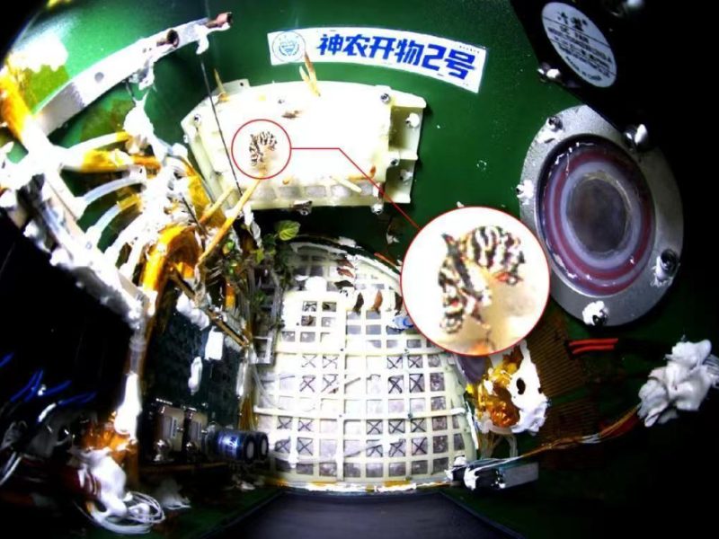 Китай бележи важен крайъгълен камък в “космическото земеделие”