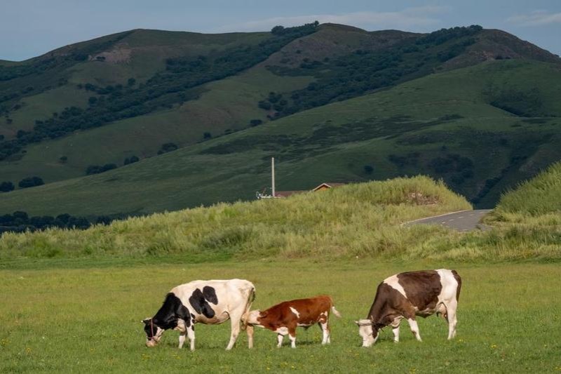 Иновативен силаж е тласък на животновъдния бизнес